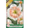 Narcissi - Pink Wonder