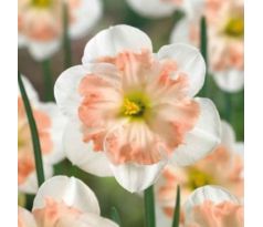 Narcissi - Pink Wonder