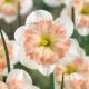Narcissi - Pink Wonder