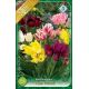 Tulipa - Club mixed