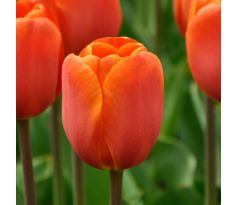 Tulipa - Annie Schilder