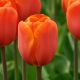 Tulipa - Annie Schilder