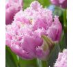 Tulipa - Cairns