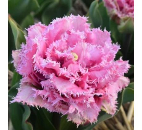 Tulipa - Cairns