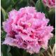 Tulipa - Cairns / 5ks v balení