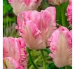 Tulipa - Cabanna
