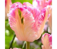 Tulipa - Cabanna