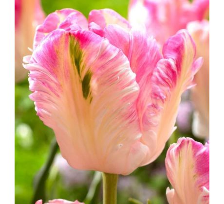 Tulipa - Cabanna
