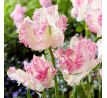 Tulipa - Cabanna