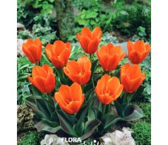 Tulipa - Princess Household