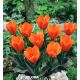 Tulipa - Princess Household