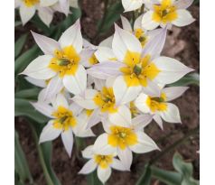 Tulipa Botanical - Turkestanica