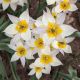 Tulipa Botanical - Turkestanica