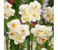 Narcissus - Sir Winston Churchill