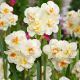 Narcissus - Sir Winston Churchill