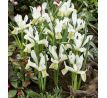 Iris reticulata - Louise