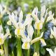 Iris reticulata - Louise