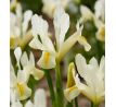 Iris reticulata - Louise