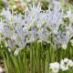 Iris reticulata - Painted Lady