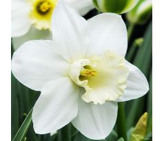 Narcissus - Watch up
