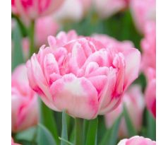 Tulipa Double Early- Foxtrot