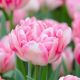 Tulipa Double Early- Foxtrot