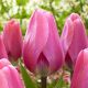 Tulipa - Big Love