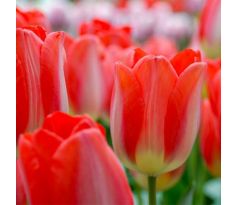 Tulipa - Big Chief