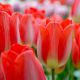 Tulipa - Big Chief