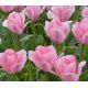 Tulipa - Sweet Sixteen
