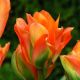 Tulipa - Disneyland Paris