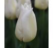 Tulipa - Agrass White / 7ks v balení
