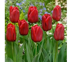 Tulipa - Seadov