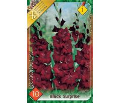 Gladiolus - Black Surprise
