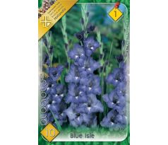 Gladiolus - Blue Isle