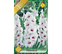 Gladiolus - Fiorentina