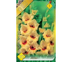 Gladiolus - Jester