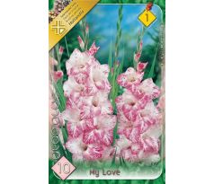 Gladiolus - My Love