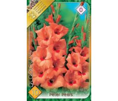 Gladiolus - Peter Pears