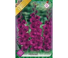 Gladiolus - Plumtart