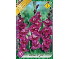 Gladiolus - Velvet Eyes