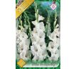 Gladiolus - White Prosperity