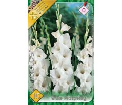 Gladiolus - White Prosperity