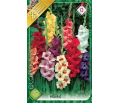 Gladiolus - mixed
