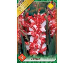 Gladiolus - Zizanie