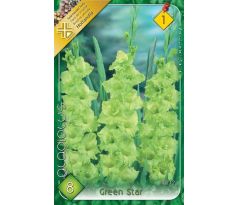 Gladiolus - Green Star
