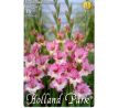 Gladiolus - Maggie