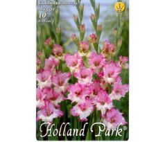 Gladiolus - Maggie