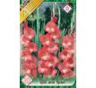 Gladiolus - Spic and Span