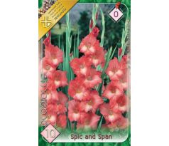 Gladiolus - Spic and Span